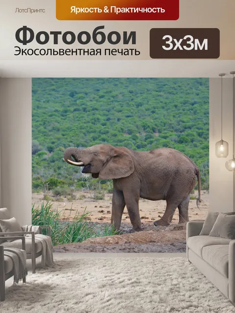 Фотообои Слон