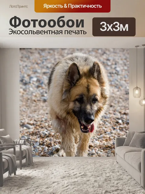 Фотообои Немецкая овчарка