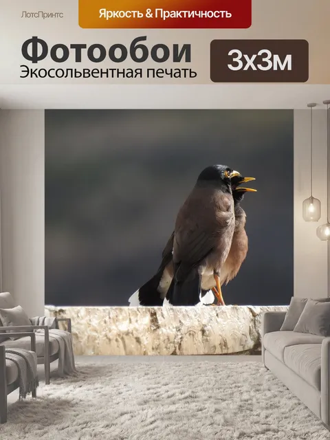 Фотообои Пара
