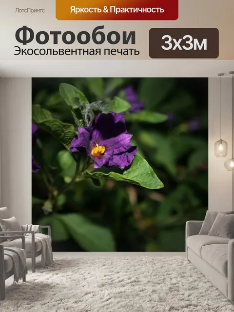 Фотообои фиолетовый картофель куст цветок