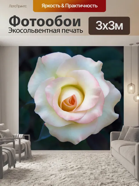Фотообои Белая роза