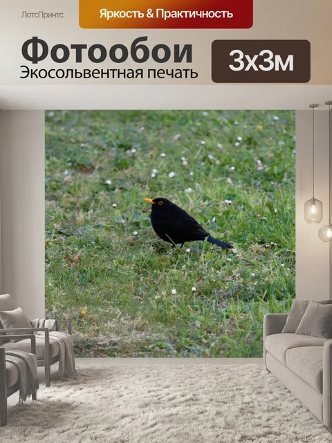 Фотообои Черный дрозд в траве