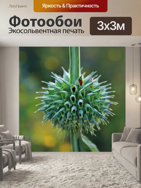 Фотообои зеленый сорняк помпон