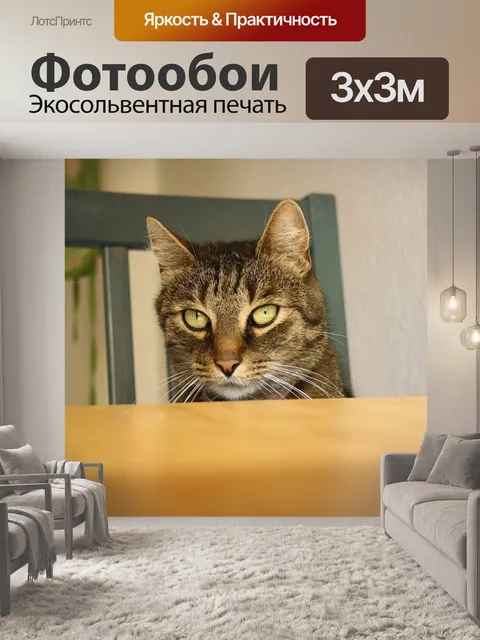 Фотообои Кот
