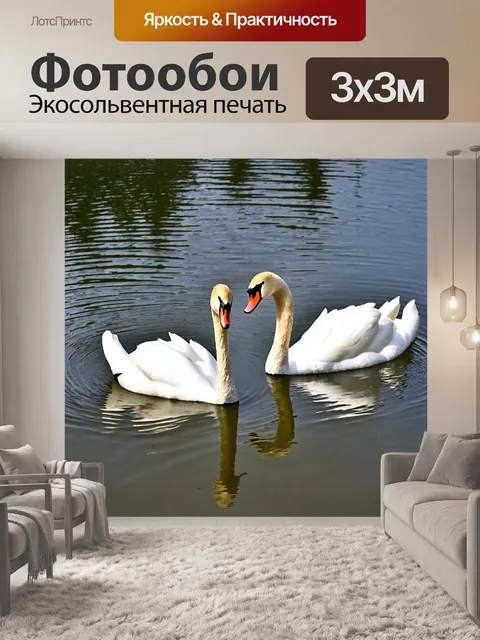 Фотообои пара лебедей, плавающих в спокойном пруду