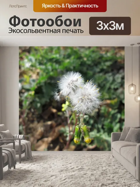 Фотообои Пушистый сорняков Макро 3