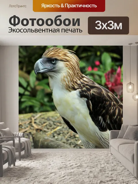 Фотообои Белоголовый орлан