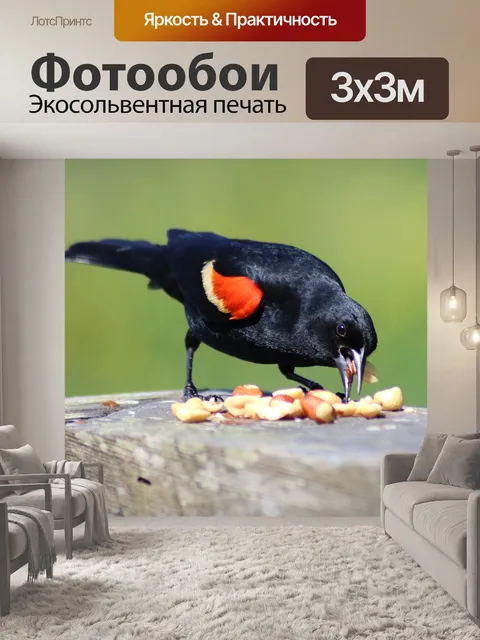 Фотообои Черный дрозд