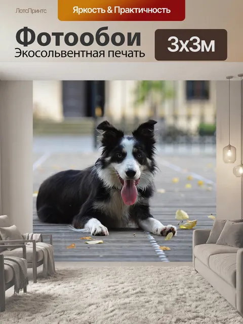 Фотообои Бордер-колли