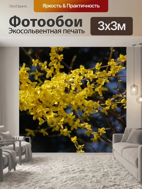 Фотообои Форсайтия