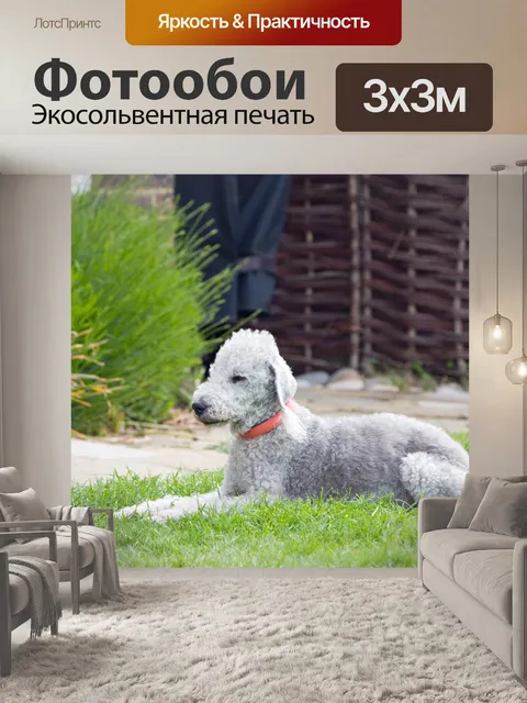 Фотообои Бедлингтон-терьер