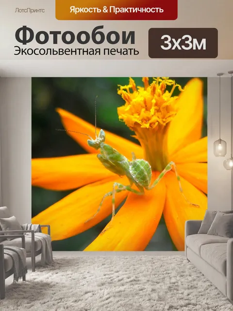 Фотообои Кузнечик