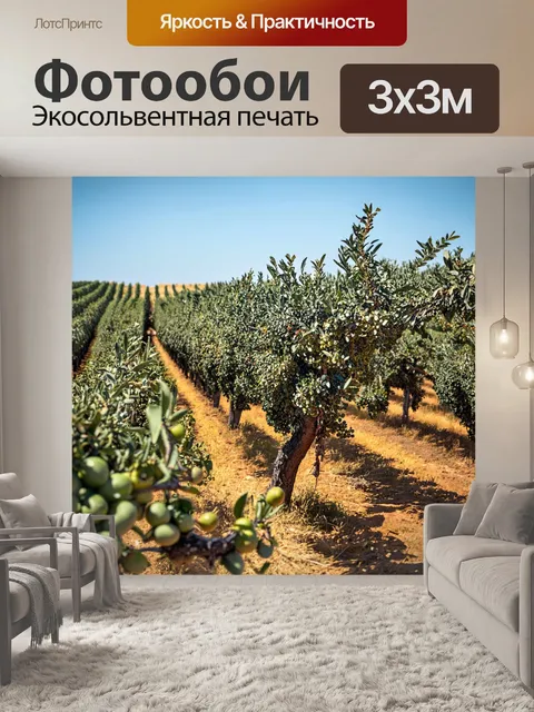 Фотообои оливковые рощи в солнечный день