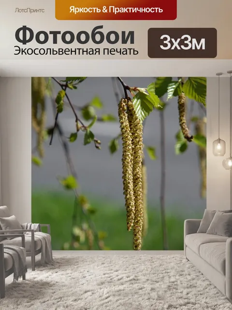 Фотообои Береза