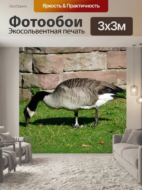 Фотообои Канадский гусь