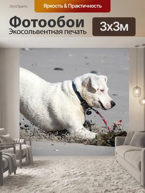 Фотообои Собака