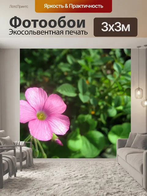 Фотообои Розовая герань