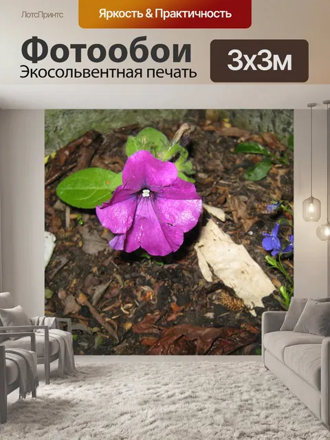 Фотообои Пурпурный петуния