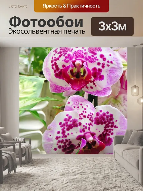 Фотообои Фанаелопсис