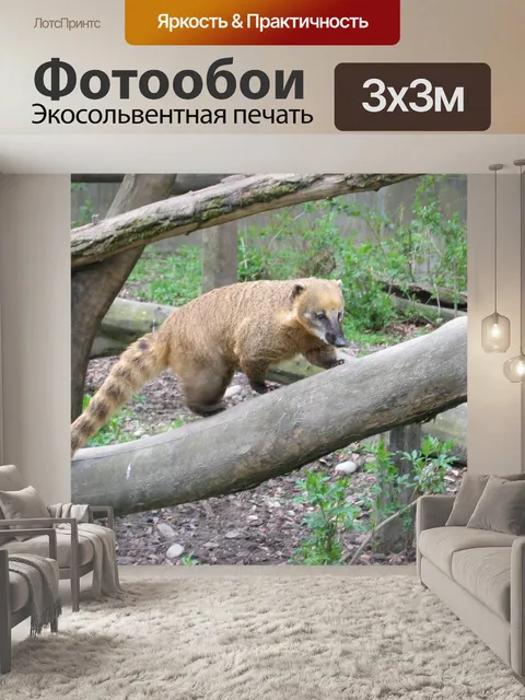 Фотообои Коати