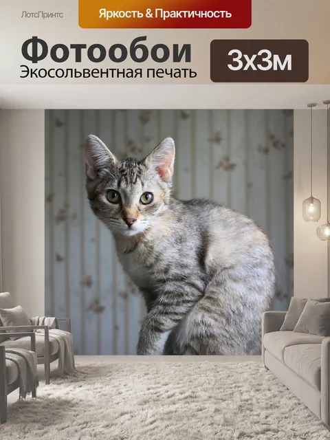 Фотообои Кошка
