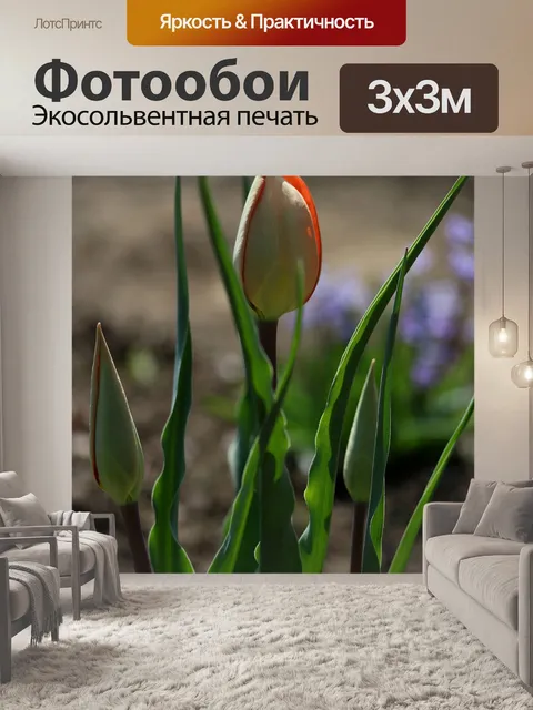 Фотообои Тюльпан