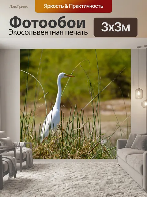 Фотообои Большая белая цапля