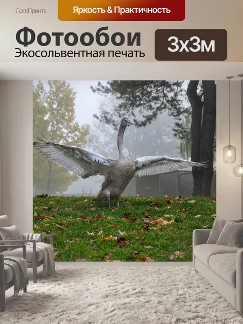 Фотообои Водоплавающая птица