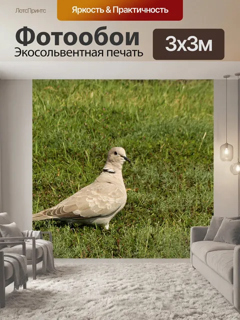 Фотообои Евразийская колючая голубь в полевых усл