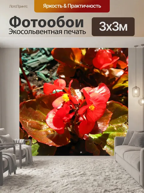 Фотообои Цветы бегонии на клумбе