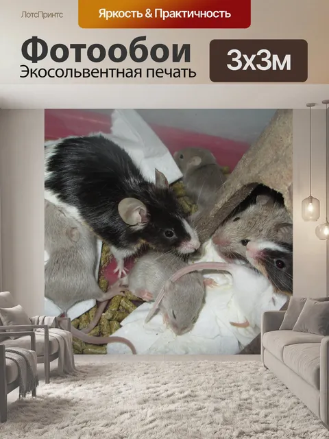 Фотообои Мышь