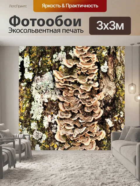 Фотообои Коричневый кронштейн грибок на дереве