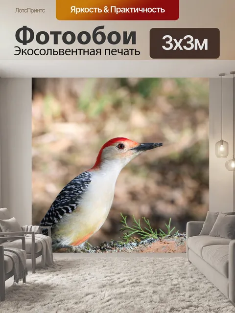 Фотообои Краснобрюхий дятел на ветке