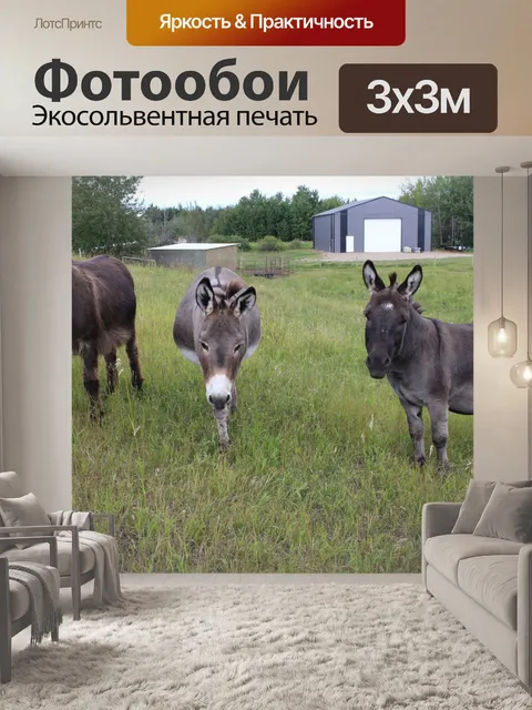 Фотообои Осел сельскохозяйственных животных