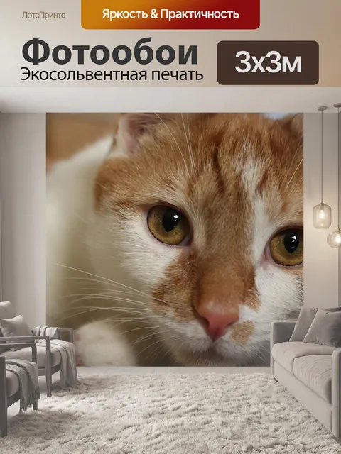 Фотообои Кошка