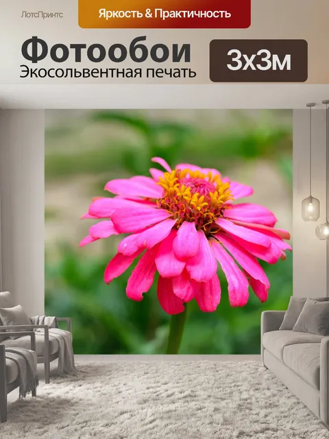 Фотообои Цинния
