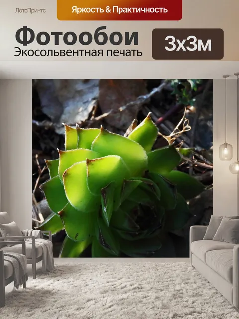 Фотообои светящийся свет на суккулентном растении