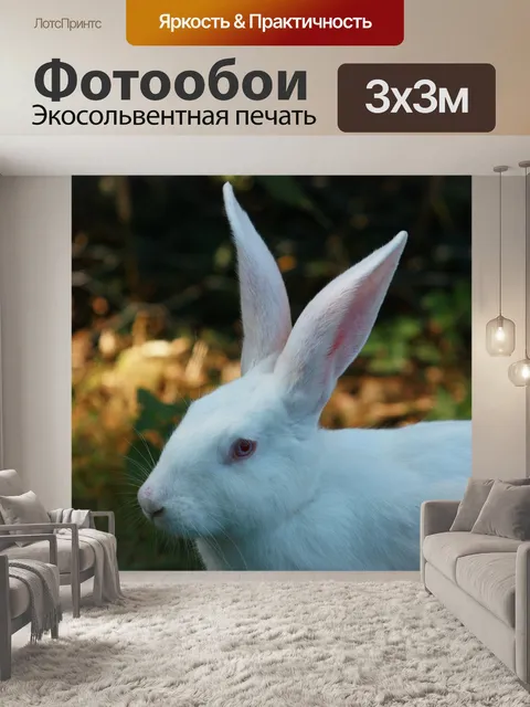 Фотообои Кролик