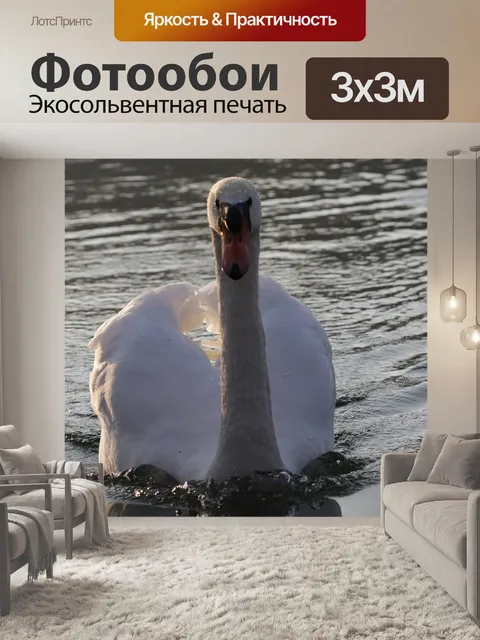 Фотообои Лебедь