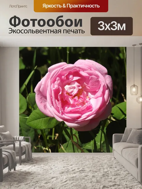 Фотообои Чайная роза