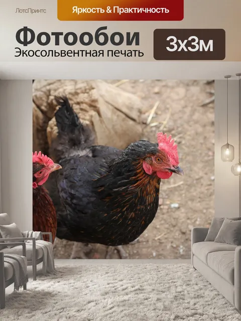 Фотообои Куры