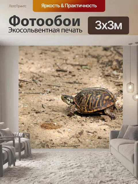 Фотообои Изысканная коробка черепахи, идущая в пе