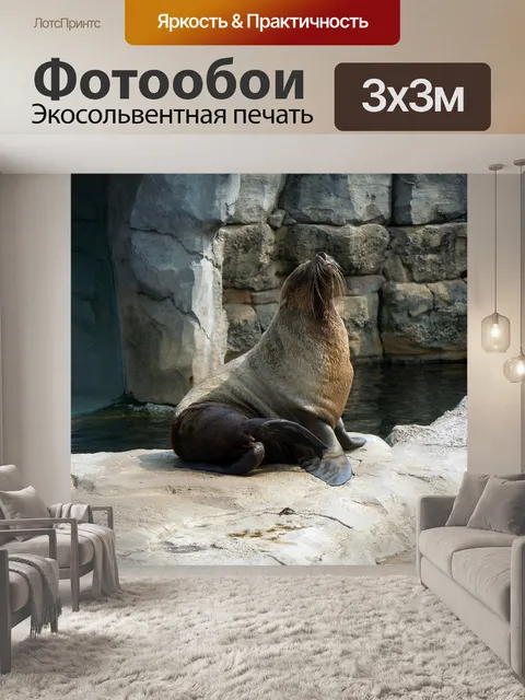 Фотообои Морской котик