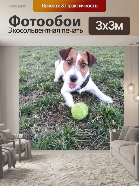 Фотообои Собака
