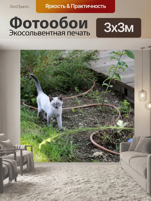 Фотообои Котенок