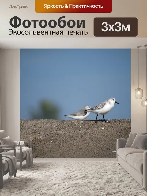 Фотообои Две птенцы Сандерлинга