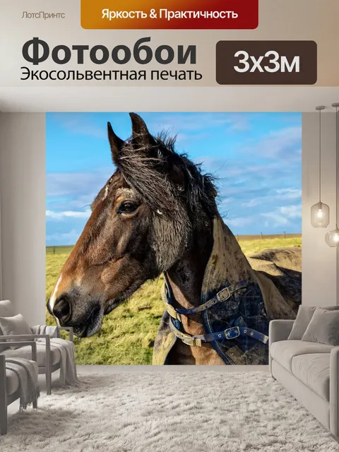 Фотообои Лошадь