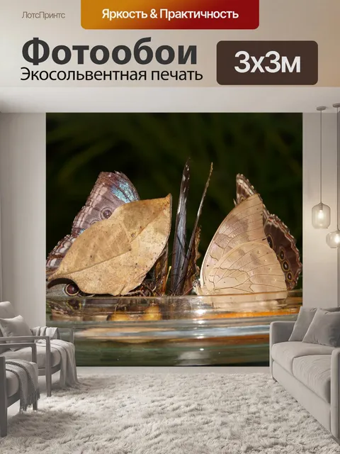 Фотообои Бабочки