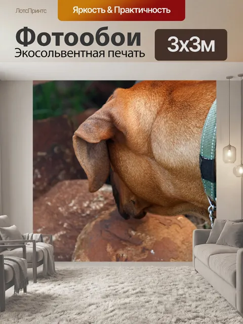 Фотообои любознательная коричневая собака сзади