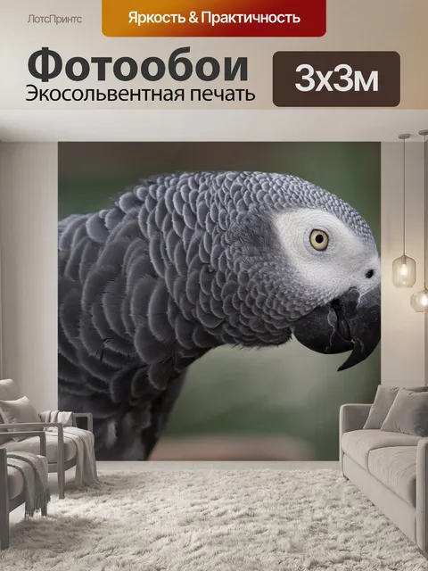 Фотообои Серый попугай